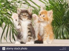 maine-coon-cat-two-kittens-lifting-paw-BGJ4X5.jpg