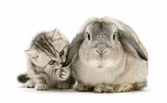 12_CATERS_cats_and_bunnies_08-1024x639.jpg